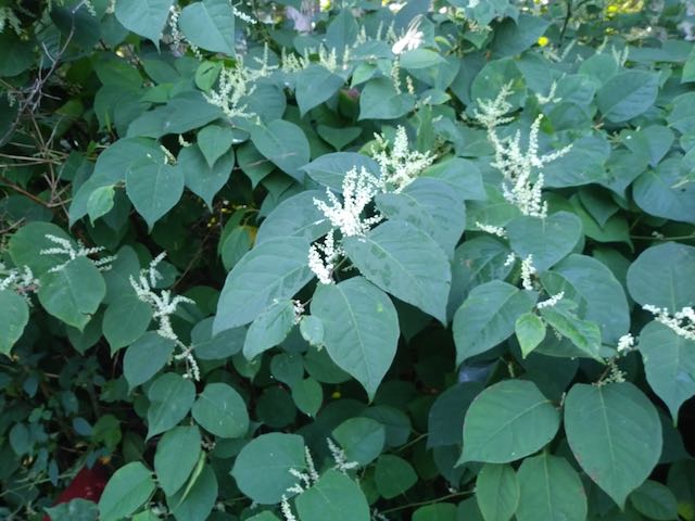 Image of Japanese knotweed.