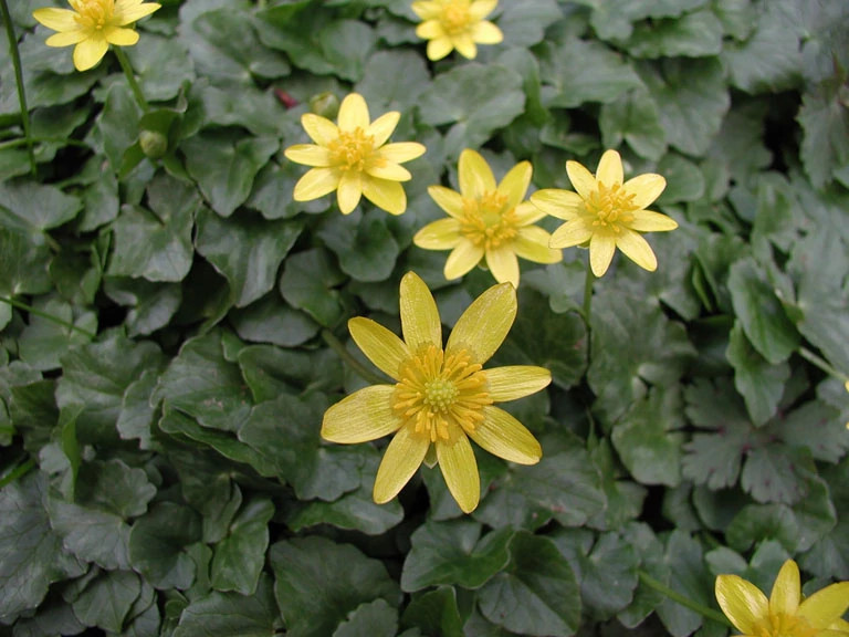 Photo courtesy of Wisconsin DNR Image of lesser celandine