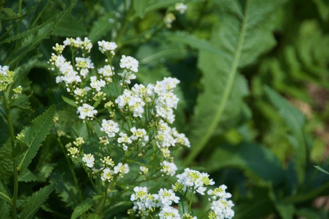 Image or wild chervil.