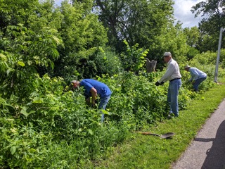 People pulling and digging up invasive plants.